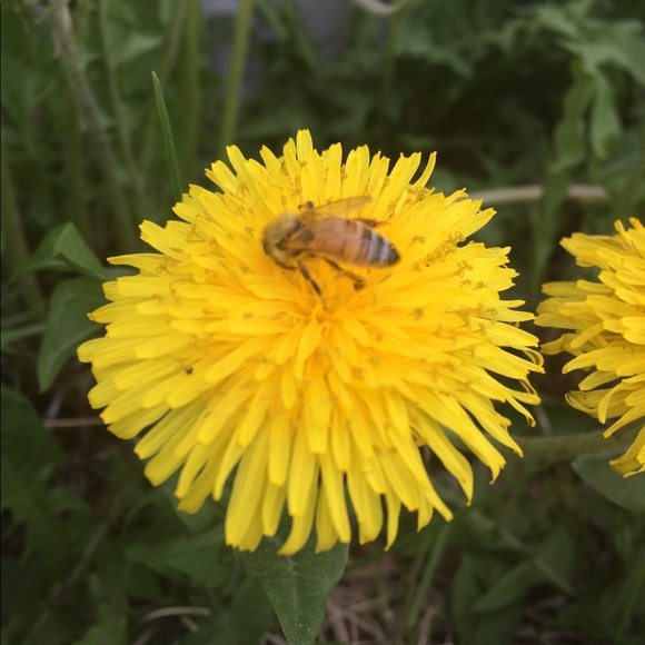 Meet your Posher, Christina - Picture 1 of 1